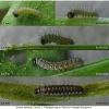 iss lathonia larva1 volg